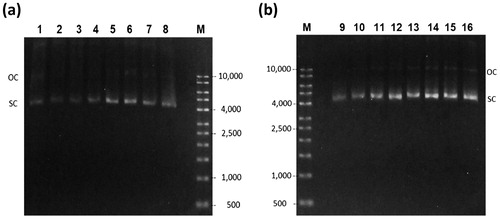 Figure 5. Agarose gel electrophoresis of cell lysate of the EFP fermentation. Glucose culture (a) lanes 1–8 correspond to samples at time 0, 4, 5, 5.5, 6, 8, 10, and 12 h respectively. Glycerol culture (b) lanes 9–16 correspond to time 0, 4, 5, 6, 8, 10, 11, and 12 h respectively. (M) Molecular weight marker.