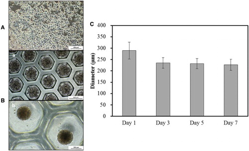 Figure 1. Morphological analysis of rat-derived primary hepatocytes (PHs). (A) Cultured PHs formed a single monolayer in 2-D culture. Scale bar = 200 µm. (B) In 3-D culture, PHs formed spheroids with time i.e. from days 0 (a, Scale bar = 500 µm) to 7 (b, Scale bar = 200 µm) with continuous (C) decrease in diameter from days 1–7 (Triplicate).