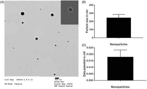 Figure 2. (A) TEM image of PEG-PSA nanoparticles; (B) Statistical particle size of PEG-PSA nanoparticles; (C) Zeta potential (mV) of PEG-PSA nanoparticles.