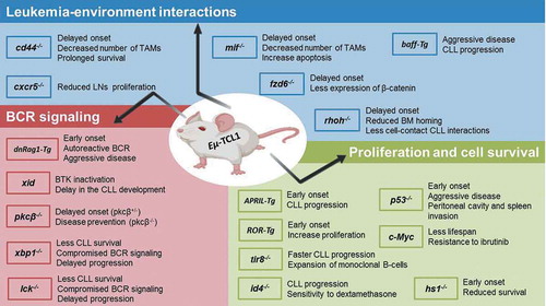 Figure 1. Eμ-TCL-1 driven leukemia mouse models as a tool for studying CLL pathogenesis. Eμ-TCL-1 mouse model has been crossed with constructs to overexpress or to delete molecules related to leukemia-environment interactions, BCR (B-cell receptor) signaling, proliferation and survival [Citation7–10]. cd44−/-: homing cell adhesion molecule involved in cell–cell interactions; cxcr5−/-: C-X-C chemokine receptor type 5 involved in B-cell migration to the lymph nodes; baff-Tg: B-cell activating factor belonging to the tumor necrosis factor (TNF) family. It is a potent B-cell activator of proliferation and differentiation; mif−/-: macrophage migration inhibitory factor is related with innate immunity and survival of tumor-associated macrophages; fzd6−/-: Frizzled 6 is associated with Wnt signaling pathway playing a key role in development, tissue-specific stem-cell maintenance and tumorigenesis; rhoh−/-: Ras homolog gene family, member H is a small G protein that is involved in CLL BM homing and its engraftment; dnaRag1-Tg: recombination activating genes 1 is a protein involved in V(D)J rearrangement, xid: X-linked immunodeficiency mouse; pkcβ−/- or pkcβ+/-: protein kinase C beta type, protein involved in BCR signaling and overexpressed in CLL patients; xbp-1−/-: X-box binding protein 1 is a transcription factor related with the ER-stress, reduced expression of XBP1 protein compromise the BCR signaling disadvantaging the leukemic cells survival; APRIL-Tg: a proliferation-inducing ligand is a protein from the TNF family that mediates for CLL cell survival and leukemogenesis; ROR-Tg: receptor tyrosine kinase-like orphan receptor 1 is an oncoembryonic antigen found on CLL cells; tir8−/-: also known as single Ig IL-1 related receptor (SIGIRR) is involved in the inflammation pathway and the Toll-like receptor (TLR) signaling; id4−/-: inhibitor of DNA binding protein 4 is a member of the dominant-negative basic helix-loop-helix transcription factor family that lacks DNA binding activity and has tumor suppressor function; p53−/: tumor protein p53; c-Myc: c-myelocytomatosis oncogene product. (BM: bone marrow; BTK: Bruton’s tyrosine kinase; LN: lymph node; TAM: tumor-associated macrophages)