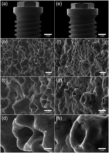 Figure 5. SEM micrographs illustrating the morphology of Brmk System MkIII TiUnite surface. (a) Overview of the top of an Brmk System MkIII TiUnite implant (original magnification 30 X). (b–d) Anodized surface with elevations, depressions and pits, which is rougher than the machined surface and gives the implant a surface enlargement (original magnification is (b) 5, (c) 10 and (d) 30 kX, respectively). (e) Overview of the top Brmk System MkIII TiUnite implant after insertion into the bone (original magnification 30 X). (f–h) In higher magnification, it is clearly visible that the TiUnite surface is covered with biological material after insertion. Bone are visible in the elevations, depressions and pits, but no obvious damages to the surface can be seen. (original magnification is (f) 5, (g)10 and (h) 30 kX, respectively).