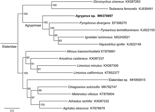 Figure 1. Phylogenetic relationships based on the 13 mitochondrial protein-coding genes sequences inferred from RaxML. Numbers on branches are Bootstrap support values (BS).