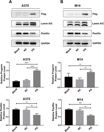 Figure 4 Progerin inhibits the expression of paxillin in melanoma cells. (A) The protein levels of progerin and paxillin in A375 cell group were detected by Western blot. Histograms represent relative protein expression. (B) Western blot detection of progerin and paxillin protein levels in M14 cell group. Histograms represent relative protein expression. Data are expressed as mean ± SD of three independent experiments. **P<0.01, ***P<0.001, ****P<0.0001.