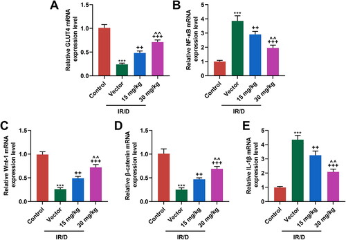 Figure 5. PCA regulated the mRNA expression of factors related to the NF-κB and Wnt1/β-catenin pathways in liver tissues of IR/D rats. (A–E) The mRNA expression of GLUT4, NF-κB, Wnt1, β-catenin, and IL-1β in the liver tissues of IR/D rats pretreated with PCA or not was quantified by qRT-PCR. (***p < 0.001 vs. Control; ++p < 0.01, +++p < 0.001 vs. Vector; ∧∧p < 0.01 vs. 15 mg/kg). (PCA: Protocatechuic Acid, IR/D: insulin resistance type 2 diabetic, qRT-PCR: quantitative real-time PCR, IL-1β: interleukin-1β, GLUT4: glucose transporter-4, NF-κB: nuclear factor kappa B).