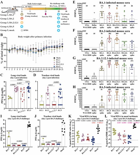 Figure 1. Cross-neutralization of SARS-CoV-2 variants elicited by BA.1, BA.2, BA.2.12.1, or BA.5 infection. (A) Experimental scheme. 8- to 10-week-old K18-hACE2 mice were infected via intra nasal (i.n.) route with infectious clone derived BA.1, BA.2, BA.2.12.1 or BA.5. On day 21 post-infection, mice sera were collected and cross-neutralization against SARS-CoV-2 variants was measured by FFRNT. On day 38 post-primary infection, all mice were rechallenged with BA.5. Two days after the challenge, mice were euthanized, and tissue viral loads were quantified. (B) Mouse body weight after primary infection. Daily body weight was normalized to the initial body weight. Data are presented as mean ± standard deviation (SD). (C) Lung viral loads after day 2 post-infection. (D) Trachea viral loads after day 2 post-infection. (E) FFRNT50s of BA.1-infected mouse sera. The dashed line indicates the limit of detection (1:20 dilution). The bar heights and the numbers above indicate geometric means of neutralizing titres (GMT). The whiskers indicate 95% CI. The Wilcoxon matched-pairs signed-rank test was performed for group comparison of GMTs. The p values between GMTs against BA.1-spike and USA-WA1/2020, Delta-spike, BA.2-spike, BA.2.12.1-spike, BA.4.6-spike and BA.5-spike are 0.002, 0.002, 0.082, 0.30, 0.049, 0.065, respectively. (F) FFRNT50s of BA.2-infected mouse sera. The p values between GMTs against BA.2-spike and USA-WA1/2020, Delta-spike, BA.1-spike, BA.2.12.1-spike, BA.4.6-spike and BA.5-spike are 0.002, 0.002, 0.002, 0.10, 0.002, 0.002, respectively. (G) FFRNT50s of BA.2.12.1-infected mouse sera. The p values between GMTs against BA.2.12.1-spike and USA-WA1/2020, Delta-spike, BA.1-spike, BA.2-spike, BA.4.6-spike and BA.5-spike are 0.004, 0.004, 0.008, 0.63, 0.016, 0.008, respectively. (H) FFRNT50s of BA.5-infected mouse sera. The p values between GMTs against BA.5-spike and USA-WA1/2020, Delta-spike, BA.1-spike, BA.2-spike, BA.2.12.1-spike, and BA.4.6-spike are 0.001, 0.001, 0.001, 0.004, 0.008, 0.84, respectively. (I) Lung viral loads at day 2 post-challenge. (J) Trachea viral loads at day 2 post-challenge. (K) Viral RNA in the lung on day 2 post-challenge. (L) Viral RNA in nasal turbinates at day 2 post-challenge. The dashed line in (K-L) shows the cutoff as determined from the uninfected mouse samples. Data in (C, D, I-L) show mean ± standard deviation (SD). p values shown as italic numbers in (C, D, I-L) were calculated using one-way ANOVA with Tukey’s multiple comparisons test. p < 0.05, statistically significant.