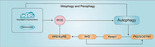Figure 5 Autophagy and oxidative stress. →represents activation of the target, and ⊣represents inhibition of the target.