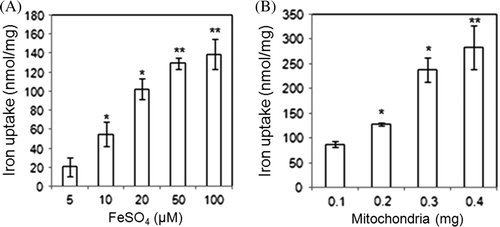 Figure 1.  Iron uptake of mitochondria is dependent on the concentration of added iron (A) and the amount of mitochondria (B). Isolated mitochondria were suspended in 250 mM sucrose, 10 mM K2PO4 at pH 7.4, 20 mM Tris-Cl at pH 7.4, 5 mM MgCl2, 5 mM KCl, and 5 mM succinate. Then, extra iron was added and the mixture was incubated 15 min at 37°C. The mitochondria were collected by centrifugation. Calcein fluorescence was used to measure mitochondrial iron and remnants in the buffer (data not shown). The iron concentration was calculated based on a standard curve of FeSO4. The uptake of the indicated amounts of iron as FeSO4 by 100 mg mitochondria was measured (A). Data from four experiments is presented. In comparison to the 5 µM FeSO4 treatment, * indicates P<0.05 and ** indicates P<0.0001. The indicated amounts of mitochondria were each treated with 20 µM FeSO4 (B). Data from four experiments are presented. In comparison to the 0.1 mg mitochondria control group, *P<0.001 and **P<0.005.