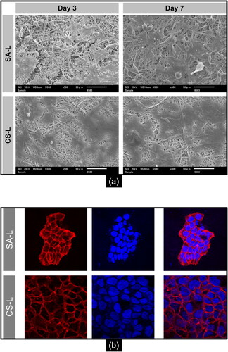 Figure 4. SEM micrographs: (a) HaCaT cell adhesion on SA-L and CS-L nanofibers after 3 and 7 days of incubation (b) confocal images of keratinocytes actin stained (red) and nuclei stained (blue).