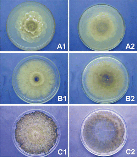 Fig. 1. Macro-morphological features for identification of Monilinia spp. isolates. Colonies after 10 days of incubation at 22 ºC and 12 h light regime on acidified potato dextrose agar. A, Monilinia laxa – isolate number 15. B, Monilinia fructicola – isolate number 50.C, Monilinia fructigena – isolate number 152. (1) upper colony surface, (2) underside of colony.
