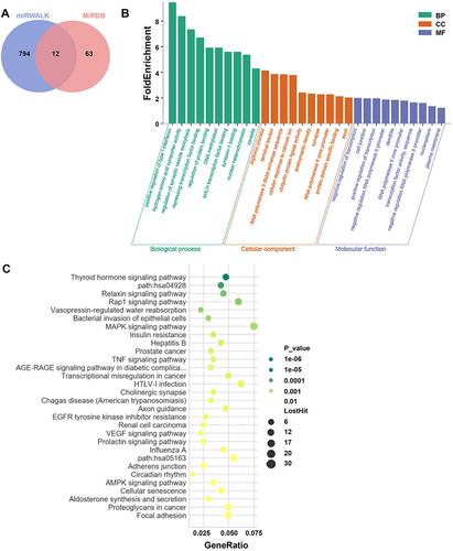 Figure 2 Prediction and enrichment analysis of miRNA target genes. (A) Venn Diagram of target genes regulated by 44 differentially expressed miRNAs analyzed on miRWALK and miRDB databases; (B) GO function enrichment analysis of target genes regulated by differentially expressed miRNAs using Blast2GO software; (C) KEGG signaling pathway enrichment analysis of target genes regulated by differentially expressed miRNAs.