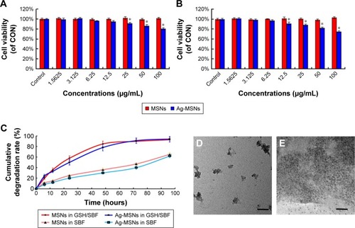 Figure 4 Biocompatibility and biodegradability of nano-adhesives.Notes: The cytotoxicity of MSNs and Ag-MSNs against (A) HaCaT cells and (B) NIH-3T3 cells at different levels of concentration after 24 hours. (C) Cumulative degradation profile of MSNs and Ag-MSNs under 10 mM GSH-containing SBF for 96 hours. These data represent three separate experiments and are presented as mean values±SD. *P<0.05 vs control group. TEM images of (D) MSNs and (E) Ag-MSNs after 48 hours of incubation in SBF containing 10 mM GSH; the scale bars represent 50 nm.Abbreviations: Ag-MSNs, nanosilver-decorated mesoporous silica nanoparticles; CON, control; GSH, glutathione; MSNs, mesoporous silica nanoparticles; SBF, simulated body fluid; TEM, transmission electron microscope.