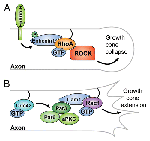 Figure 5 The role of Ephexin1 and Tiam1 in axon growth cone morphogenesis. (A) Ephrin-receptor-mediated phosphorylation of Ephexin1 increases the GEF activity of Ephexin1 towards RhoA and leads to axon growth cone collapse through the Rho-kinase pathway. (B) Cdc42 acts upstream of the Par3/Par6/aPKC complex to promote axon growth cone extension through Tiam1-mediated activation of Rac1.