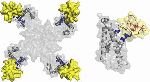 Figure 1. Left: Cryo-EM structure of huwentoxin-IV (PDB:1MB6, yellow) bound to the chimeric NaChBac (PDB:6 W6O, gray) containing the sequence of the extracellular half of the human VSD2 S3-S4 segments (blue). Right: Side view of huwentoxin docked on the chimeric NaChBac channel