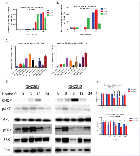 Figure 3. ONC212 and ONC206 downstream mechanism of action is similar to ONC201. A) CHOP and B) DR5 Gene expression data from ONC201, ONC206, and ONC212 treated in HCT116 cells over time relative to GAPDH and Vehicle. C) ONC201, ONC212, and ONC206 TRAIL surface expression analysis at indicated time points in HCT116 and TRAIL-resistant HCT116-Bax−/−. D) Western blot analysis results of HCT116 cells treated with ONC201 and ONC212 treated overtime. E) Quantitation of western blots (ONC201: 10 μM; ONC212: 0.01 μM; ONC206: 0.05 μM). N = 3; Western blot representative of 3 biological replicates.