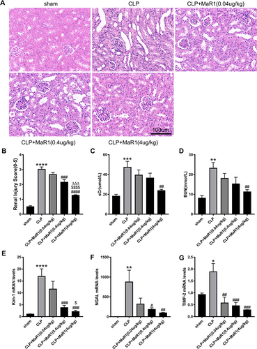 Figure 1 Effects of different doses of Maresin1 on renal histopathology and renal function in SA-AKI mice. Representative pictures of H&E staining of renal tissues (magnification 400 ×) in (A). (B) Pathological renal tissue damage score. Serum creatinine (C) and blood urea nitrogen (D) levels at 24 h after CLP in mice. mRNA levels of Kim-1 (E), NGAL (F) and TIMP-2 (G) in renal tissues were examined by real-time PCR. The data are presented as the means ± SD (n = 4–6 per group). *P<0.05, **P<0.01, ***P<0.001, ****P < 0.0001 vs sham group; #P<0.05, ##P<0.01, ###P<0.001, ####P<0.0001 vs CLP group; $P<0.05, $$$$P<0.0001 vs CLP+MaR1 (0.04 ug/kg) group. ∆∆∆P<0.001 vs CLP+MaR1 (0.4 ug/kg) group.