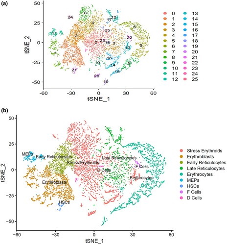 Figure 2. The tSNE plots of the integrated datasets showing the heterogeneous clusters of erythroid cells from bone marrow and from peripheral blood (A), identified under different cell types (B). Stress erythroids = clusters 0, 4, 8, 10, 13, 14, 16, 20, 24 and 25; Erythroblasts = clusters 1 and 7; Late reticulocytes = clusters 3, 12, 17 and 18; Erythrocytes = clusters 5, 6, 9, 15 and 19; Early reticulocytes = cluster 2; Megakaryocytes-erythroid progenitors (MEPs) = cluster 11; Hematopoietic stem cells (HSCs) = cluster 21; F-cells = cluster 22; and D-cells = cluster 23.