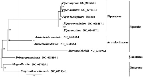 Figure 1. The best ML phylogeny recovered from 11 complete plastome sequences by RAxML. Accession numbers: Piper laetispicum (MH678665, this study), Piper nigrum NC_034692.1, Piper kadsura NC_027941.1, Piper cenocladum NC_008457.1, Piper auritum NC_034697.1, Aristolochia contorta NC_036152.1, Aristolochia debilis NC_036153.1, Asarum sieboldii NC_037190.1, Drimys granadensis NC_008456.1; outgroup: Magnolia alba NC_037005.1, Calycanthus chinensis NC_037504.1.