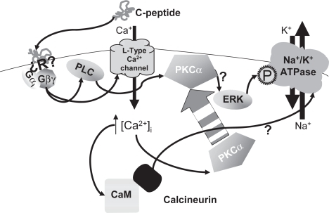 Figure 1 Molecular mechanisms of C-peptide-mediated activation of Na+/K+ ATPase. This cartoon simplifies the signaling cascade resulting in activation of the Na+/K+ ATPase. Arrows represented signaling cascades. The activation of ERK is not completely understood. For simplicity it drawn with a single arrow from PKCα; however, it is known not to be a direct mechanism. Similarly, the precise role of calcineurin in regulation of the Na+/K+-ATPase is unknown, and is represented here by a simple arrow. The question mark (?) indicates simplified or unknown pathways.