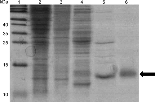 Fig. 1. Purification of the S. amazonensis cytochrome c′ (SACP).Notes: Lane 1, molecular mass markers; lane 2, total soluble extract of S. amazonensis cells; lane 3, DEAE batch elution with 0.15 M NaCl; lane 4, HiTrap Q linear gradient (0–0.3 M NaCl) elution with 0.15 M NaCl; lane 5, HiTrap SP linear gradient (0–0.3 M NaCl) elution with 0.15 M NaCl; and lane 6, Superdex 75 elution. One to ten micrograms of protein was loaded per lane, and the gel was stained with Coomassie Brilliant Blue G-250. The arrow indicates the position of the SACP protein.