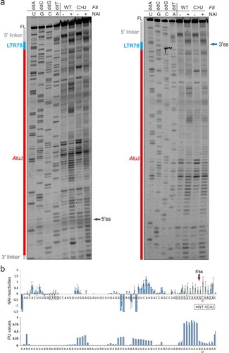 Figure 6. SHAPE reactivities for WT and mutated F8 transcripts. (a) SHAPE gels with NAI-modified WT and mutant RNA probes that visualize their 3ʹ (left panel) and 5ʹ (right panel) portions. (b) Normalized NAI reactivities (upper panel) and PU values (lower panel) for identical RNA segments