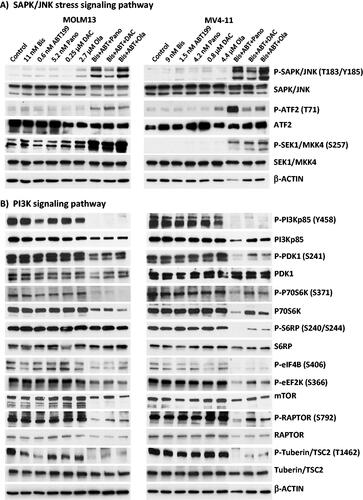 Figure 5. Effects of the three-drug combinations on the SAPK/JNK and PI3K signaling pathways in AML cells. Cells were exposed to drugs for 48 h and analyzed by western blotting. Drug abbreviations are as in Figure 1.