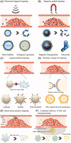 Figure 2. Schematic illustration of various targeting strategies for facilitating thrombolysis treatment. (A) Ultrasound triggered targeting. (B) Magnetic guided targeting. (C) Ligand-mediated targeting. (D) Biomimetic strategy (Cell-membrane camouflage) for targeting. (E) Shear-stress sensitive targeting. (F) Combined delivery of thrombolytics and neuroprotectants.