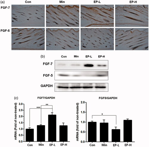 Figure 4. EP’s effects on the expression of FGF-7, FGF-5 in dorsal skin of mice. EP treatment increased the expression of FGF-7 which is responsible for the anagen induction, while decreased the expression of FGF-5 that induces regression of the hair follicle. (a) Immunohistochemical analysis of the expression of FGF-7 or FGF-5 in the EP-treated mice. Original magnification: ×100. (b) Western blotting analysis of the expression of FGF-7 and FGF-5. Proteins were extracted from the tissue of dorsal skin of mice. (c) mRNA expressions were measured by real-time polymerase chain reactions. Total RNA was also extracted from the tissue. Con: control; Min: minoxidil; EP-L: 1 mg/day of Eclipta prostrata; EP-H: 10 mg/day of Eclipta prostrata.