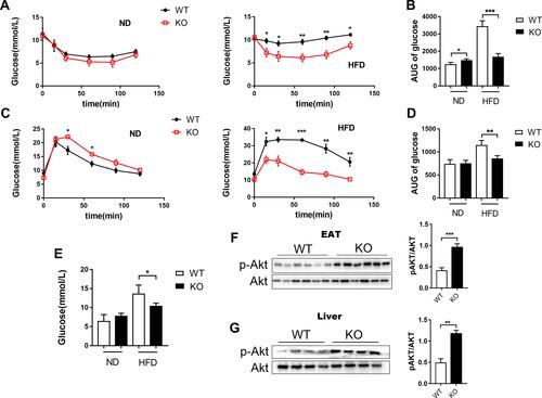 Figure 3 Improved glucose metabolism and insulin sensitivity in Bcl3-KO mice.