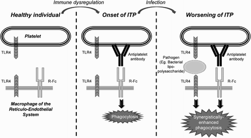 Figure 3 Possible role of platelet TLRs in the pathophysiology of ITP: platelets act as circulating sentinels and, in the event of detecting pathogens or molecules derived from injured tissues, the TLRs that recognize them send ‘danger signals’ to the immune system by stimulating the effector cells and the APCs of the RES; if anti-platelet antibodies are also present, the TLRs stimulate R-Fc-mediated phagocytosis. Adapted from John W. Semple's Laboratory Homepage, by M. Perera. Retrieved from http://www.angelfire.com/ut/johnsnotes/index.html. Copyright 2009 by John W. Semple. Adapted with permission.