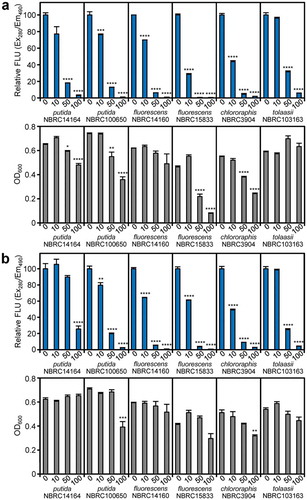 Figure 6. Inhibitory activities of actinomycins on pyoverdine production and growth of Pseudomonas bacteria. (a) Effects of actinomycin X2 (1) on pyoverdine production and bacterial growth. (b) Effects of actinomycin D (2) on pyoverdine production and bacterial growth. Error bars are the mean ±SEM (n = 3). *p < 0.05, **p < 0.01, ***p < 0.001, ****p < 0.0001 versus 0 μM control (Dunnett’s test).