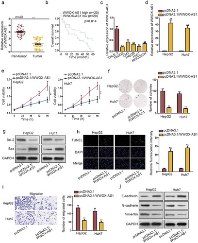 Figure 1. Upregulated WWOX-AS1 hampers HCC progression. (a) WWOX-AS1 expression in HCC tissues and adjacent non-tumor tissues was detected via qRT-PCR. (b) Overall survival rate of HCC patients with high or low level of WWOX-AS1 was analyzed via Kaplan Meier method. (c) WWOX-AS1 expression in HCC cell lines (HepG2, LM3, Hep3B, Huh7, MHCC97H) and one control cell line (THLE-3) was examined via qRT-PCR. (d) qRT-PCR was used to detect WWOX-AS1 expression in HepG2 and Huh7 cells transfected with pcDNA3.1/WWOX-AS1 or pcDNA3.1 after 48 h of transfection. (e-f) Proliferative ability of HepG2 and Huh7 cells transfected with pcDNA3.1/WWOX-AS1 or pcDNA3.1 was evaluated via CCK-8 and colony formation assays. Cell viability was detected at indicated time points (0, 24, 48, 72 or 96 h). The number of colonies was detected after 14 days of incubation. (g) The expression levels of apoptosis-related proteins (Bcl-2 and Bax) were detected in transfected cells via western blot after 48 h of transfection. (h) The apoptosis of transfected cells was tested by TUNEL assay after 24 h of cultivation. (i) Transwell assay was applied to assess cell migration in transfected cells after 24 h of incubation. (j) The effect of WWOX-AS1 overexpression on EMT process was detected through western blot analysis of EMT-related proteins after 48 h of transfection. **P < .01