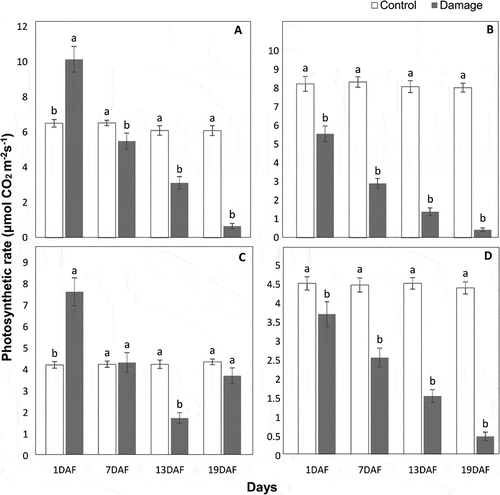 Figure 2. Photosynthetic rate (μmol CO2 m−2 s−1) (means ± SE) of damaged leaves due to feeding of Phyllocnisits citrella larvae in comparison with control leaves of Kinnow (a), Fairchild (b), Grapefruit (c), and seedless Kinnow (d) cultivars at different post-feeding periods; means sharing similar letters are not significantly different at P > .05. DAF = day after feeding