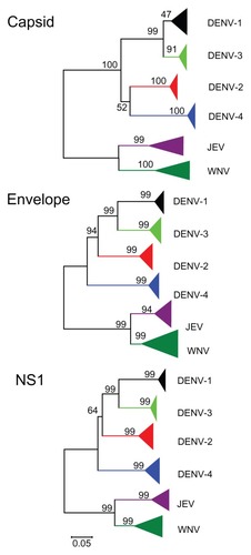 Figure 4 Phylogenetic trees of flavivirus capsid, envelope, and nonstructural 1 protein inferred using the neighbor-joining method.