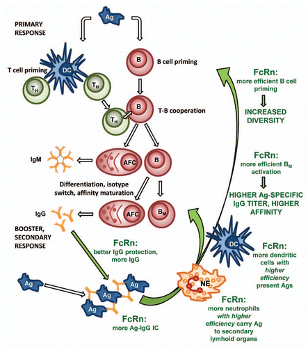 Figure 4 A proposed model for the role of FcRn overexpression in augmented humoral immune response. Better IgG rescue results in higher level of antigen-specific IgG in immunized transgenic animals which leads to the formation of more antigen-IgG ICs. A higher level of ICs and their increased phagocytosis by the transgenic neutrophils (NE) results in a much greater influx of these cells into the regional secondary lymphoid organs, thus potentiating the humoral immune response. Transgenic dendritic cells (DC) that overexpress FcRn phagocytose and present antigens more efficiently to T helper cells (TH) when loaded with antigen-IgG ICs. The higher number of DCs in transgenic FcRn animals compared to the wild-type controls after immunization suggests that these cells are more abundant and active in spleen of transgenic mice and very likely contribute to the augmented immune response observed. Based on these observations, we suggest that the overexpression of the FcRn does more than protect antigen-specific IgG from degradation. It also enhances the priming of naïve B cells, the expansion of antigen-specific memory B cells (BM) and plasma cells (antibody forming cells; AFC) in the secondary lymphoid organs. This results in a more diverse humoral immune response, a higher titer and higher affinity of antigen-specific IgG. (Green texts and arrows indicate cells and effects that contribute in augmenting the humoral immune response by FcRn).