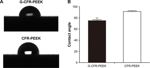 Figure 2 (A) Water contact angle images of G-CFR-PEEK scaffold and CFR-PEEK scaffold (n=6). (B) The contact angle was analyzed from A images. Results presented as means ± SD. **P<0.01.Abbreviations: CFR-PEEK, carbon fiber-reinforced polyether ether ketone; G-CFR-PEEK, graphene-modified carbon fiber-reinforced polyether ether ketone.