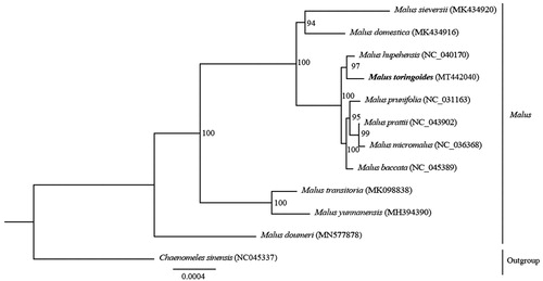Figure 1. ML phylogenetic tree construction comprising 12 species based on complete chloroplast genome sequences. Bootstrap support values are shown beside the nodes. The new complete cp genomes obtained in this study are shown in bold.