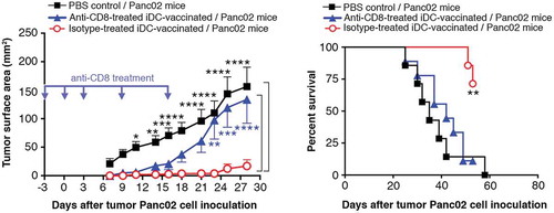 Figure 9. iDC-vaccination in CD8+ T-cell depleted mice. Three groups of nine C57BL/6Jrj mice received one anti-CD8 Ab, or isotype control Ab, or PBS injection, three days before Panc02 inoculation (d0), one injection on d0 and three injections on d3, d9, and d17. Data are expressed as mean tumor surface area ± SEM (left panel). Comparisons between groups were made by two-way ANOVA followed by a Bonferroni test (*P < 0.05, **P < 0.01, ***P < 0.001). Right panel depicts Kaplan-Meier survival curves. (**P = 0.005; log-rank Mantel-Cox test).