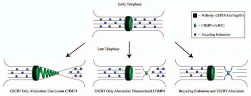 Figure 1 ESCRT-dependent and endosome dependent models of cytokinesis and abscission. (Top row) ICB during early telophase has been hypothesized to undergo abscission by the three models shown in the bottom row (Bottom Left and Center- ESCRT-dependent abscission models, Bottom right- ESCRT and endosome dependent abscission model).