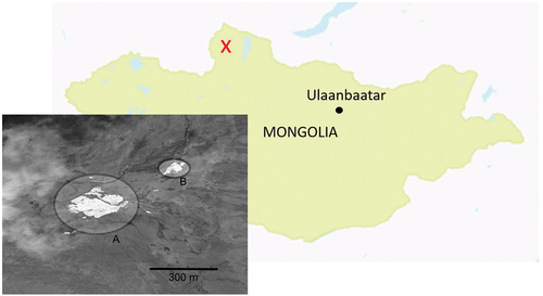 Figure 3. Site map of the perennial snowfields in Mongolia, coordinates 51°10′45″ N 98°58′06″ E, elevation 2,243 m. The red X marks the general location of the snowfields from Taylor et al. (Citation2019). Insert A shows a snowfield that appears to be a river icing and a smaller snowfield (B) that appears to be on the shore of the stream. These snowfields are close to, perhaps identical to, Site 3 from Taylor et al. (Citation2019). North is upward in the insert. Digital Globe Image was taken on 15 July 2015 and provided to the National Aeronautics and Space Admininstration with no restrictions on use or copying.