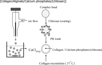 Figure 1 Flow chart depicting the process for preparing the chitosan-coated collagen/β-TCP microspheres.