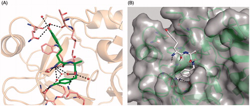 Figure 4. Compound 35 in complex with trypsin and matriptase: (A) Crystal structure of compound 35, shown as sticks (carbon in green, nitrogen in blue, oxygen in red, and water molecules as red spheres) in complex with bovine trypsin presented with its backbone in beige (4MTB.pdb). Selected trypsin residues are shown as sticks with light pink carbon atoms; (B) Model of compound 35 in the active site of matriptase (shown with gray surface and backbone as cartoon in green), obtained by superimposition of the 35/trypsin complex with the crystal structure of matriptase (2GV6), followed by an energy minimization of the d-homotyrosine side-chain using the program MOECitation48. All other inhibitor atoms and the matriptase residues were fixed, water molecules were deleted. A pdb file of the modeled matriptase/inhibitor 35 complex is provided as Supplementary material for download.