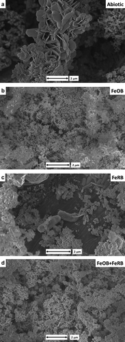 Figure 4. SEM images of the CS surfaces after 14 d exposure to filter sterilized Key West seawater with and without the addition of FeOB Mariprofundus sp. M34 and FeRB S. japonica. Mineral identification of the corrosion product section performed by TEM/SAED analysis. (a) Hematite in abiotic control; (b) goethite-only with simple morphology and no long crystal or twining with addition of FeOB; (c) goethite, lepidocrocite, magnetite, and hematite with the addition of FeRB; and (d) goethite-only with multiple crystal morphologies, including long twined crystals with co-cultures of FeOB and FeRB.