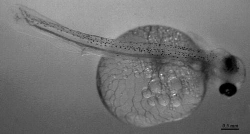 Figure 2. Larva of native brown trout reared in the Sadali fish farm.