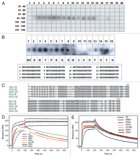Figure 3 XOMA 052 epitope mapping. (A) The IL-1β PepSpot™ Peptide Array membrane probed with XOMA 052 reveals that XOMA 052 binds to peptide spots corresponding to amino acids 83–105 of the mature protein. (B) Alanine substituted peptides hybridized with XOMA 052. Sequences of the 16 peptides with the alanine substitution (in blue) are shown in the box below. Peptides 9–12 and 16 showed little or no binding by XOMA 052 (WT, wild type). (C) Sequence alignment of mature forms of mouse (m), human (h), rhesus (rh), rat (r) and rabbit (ra) IL-1β are shown. Residues that are identical in human, rhesus, rat and rabbit and differ in mouse are shown in bold and underlined. (D) Supernatants from wild type and six mutants of IL-1β (E64A, K65A, M95A, E96A, K97A and Q116E) were injected over XOMA 052 immobilized on a ProteOn XPR sensor chip. The fits of the off-rate data are shown as red lines. Mutants E96A, K97A and Q116E showed off-rates increased by 1,000-fold. (E) Sensorgrams of wild type and IL-1β mutants binding to sRI show that the mutant proteins were expressed and folded properly.