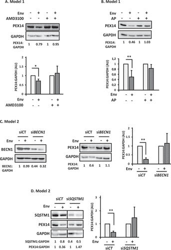 Figure 2. PEX14 is degraded by Env-induced autophagy. (A) Env induces a decrease in PEX14 expression level. PEX14 expression level was analyzed in target CD4+ T cells after 48 h of co-culture with effector HEK293 cells expressing or not Env, in the presence or absence of AMD3100 (1 µg/ml). The expression level ratios of PEX14 were calculated between the conditions with or without Env and normalized to that obtained with anti-GAPDH Ab. Data are representative of at least 3 independent experiments. *p < 0.05. (B) PEX14 is degraded in lysosomes in response to Env. PEX14 expression level was analyzed in target CD4+ T cells after 48 h of co-culture with effector HEK293 cells expressing or not Env, in the presence or absence of AP (E64d + pepstatin A, 10 µM each). The expression level ratios of PEX14 were calculated between the conditions with or without Env and normalized to that obtained with anti-GAPDH antibody. Data are representative of at least 3 independent experiments. **p < 0.01. (C) Autophagy is involved in Env-mediated PEX14 degradation. HEK/CD4.403/CXCR4 cells were co-cultured during 48 h with effector cells expressing or not Env (8.E5 or CEM, respectively) after their transfection with BECN1 (siBECN1) or control (siCT) siRNAs. Reduction in BECN1 expression was analyzed by western blot using the specific Abs. The expression level ratios of PEX14 were calculated between the conditions with or without Env and normalized to that obtained with anti-GAPDH Ab. Data are representative of at least 3 independent experiments. **p < 0.01. (D) SQSTM1/p62 is involved in the Env-mediated PEX14 degradation. HEK/CD4.403/CXCR4 cells were co-cultured during 48 h with effector cells expressing or not Env (8.E5 or CEM, respectively) after their transfection with SQSTM11/p62 (siSQSTM1) or control (siCT) siRNAs. Reduction in SQSTM1/p62 expression was analyzed by western blot using the specific Abs. The expression level ratios of PEX14 were calculated between the conditions with or without Env and normalized to that obtained with anti-GAPDH Ab. Data are representative of at least 3 independent experiments. **p < 0.01