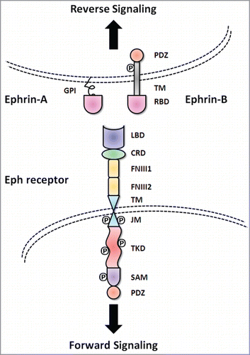 Figure 1. Basic molecular domain structure of Eph receptors and ephrin ligands. Eph receptors have conserved structures and domains. TheN-terminal extracellular region consists of a ligand binding domain (LBD), an epidermal growth factor-like motif within a cysteine-rich domain (CRD) and two fibronectin-type III repeats (FN III1 and FN III2). The receptors pass through the membrane via a single transmembrane domain (TM). The intracellular C-terminus starts with a juxtamembrane region (JM), followed by a tyrosine kinase domain (TKD), sterile α motif (SAM) and a PDZ (postsynaptic density protein 95, discs large 1, and zonula occludens-1) binding motif. The ephrin ligands share a conserved extracellular, N-terminal receptor binding domain (RBD). Ephrin-A ligands are attached to the cell membrane with a glycosylphosphatidylinositol (GPI) anchor. In contrast, ephrin-B ligands have a C-terminal tail that extends into the cytoplasm of the ligand-bearing cell through a TM domain. The C-termini of ephrin-B ligands contain a cytoplasmic tail with a PDZ binding motif.