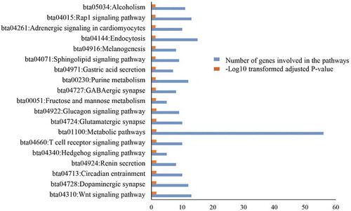 Figure 4. KEGG pathways enriched from positively selected identified genes. The y-axis is the pathways and the numbers in the x axis are number of genes that are included in the KEGG pathway enriched and the log10 transformed adjusted p-values.