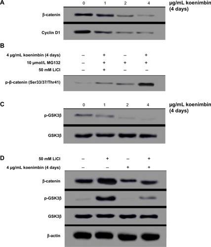 Figure 10 Western blot analysis of the Wnt/β-catenin self-renewal pathway in MCF7 cells treated with koenimbin. Koenimbin downregulated this pathway.