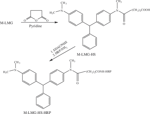 Figure 3. Synthetic scheme for the conjugation of LMG hapten to HRP.