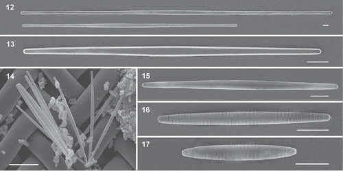 Figs 12–17. Scanning electron micrographs of Hyalosynedra lanceolata sp. nov. Fig. 12. Giant cells (200–300 µm long) with almost linear valves. Fig. 13. Internal view of valves, less than 100 µm long and with a lineal-lanceolate shape. Fig. 14. Colony of large cells and very small others showing the wide cell size range in culture. Figs 15–17. Cleaned specimens showing the lanceolate sternum. Scale = 5 µm, except Fig. 14 = 50 µm.